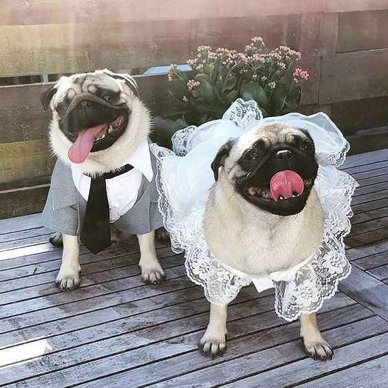Pugs en la boda