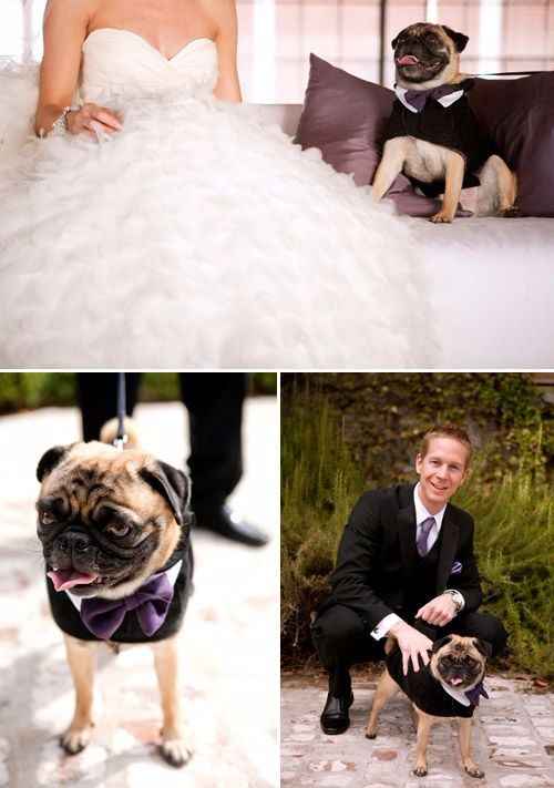 Pugs en la boda