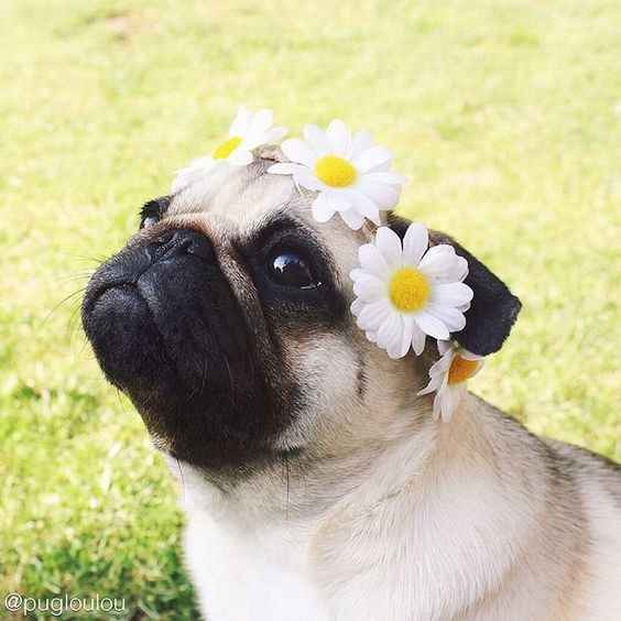 Coronas de flores
