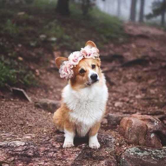 Coronas de flores