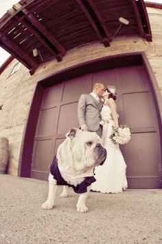 Bulldogs en la boda