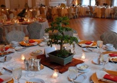 Arbolitos bonsai