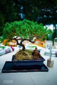 Arbolitos bonsai