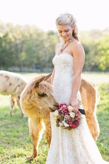 Alpacas en la boda