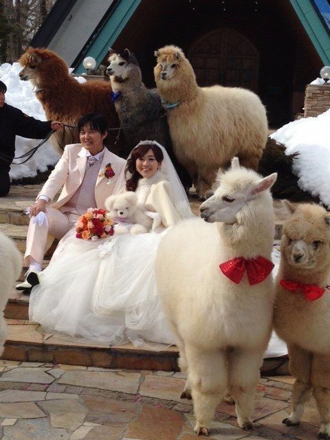 Alpacas en la boda