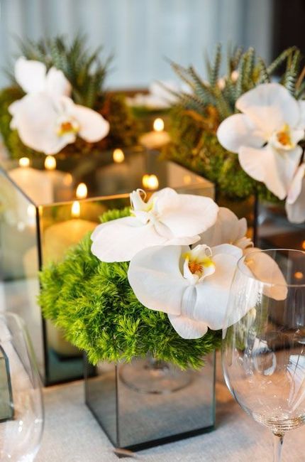 Orquídeas blancas