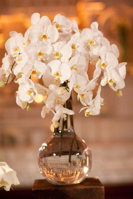 Orquídeas blancas