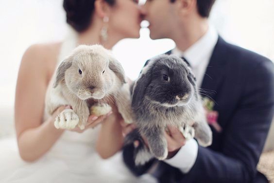 ¡Conejitos en la boda! 😍🐰 1