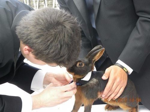 ¡Conejitos en la boda! 😍🐰 3