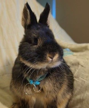 ¡Conejitos en la boda! 😍🐰 4