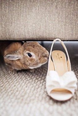 ¡Conejitos en la boda! 😍🐰 6