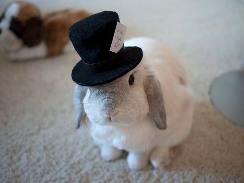 ¡Conejitos en la boda! 😍🐰 8