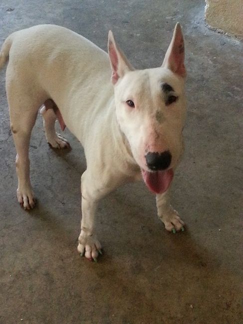 La foto de tu mascota! - 2