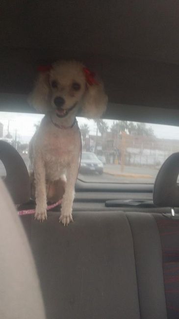 La foto de tu mascota! - 5