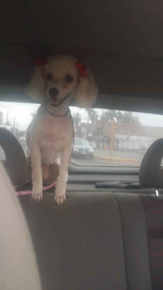 La foto de tu mascota! - 5