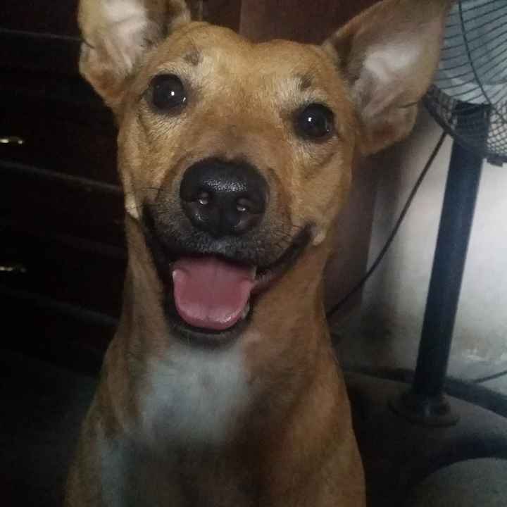 La foto de tu mascota! - 7