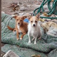 La foto de tu mascota! - 6