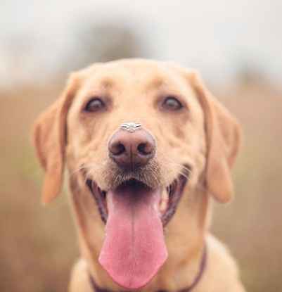 me hubiera gustado asi, pero con lo hiperactivo que es mi perro seguro se comia el anillo jaja