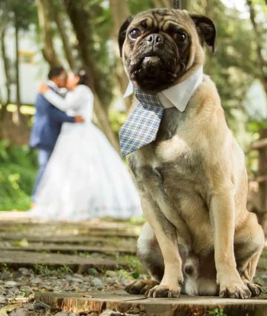 La Mascota en la Boda 🐶 - 4