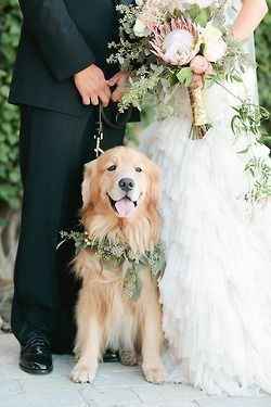 La Mascota en la Boda 🐶 - 1