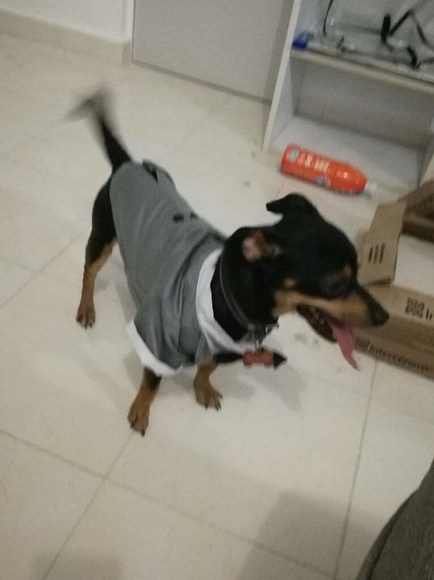 Traje para mi perrito!!! Para el dia b - 5