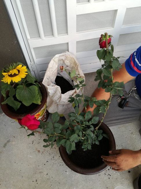 Sembrando las plantitas