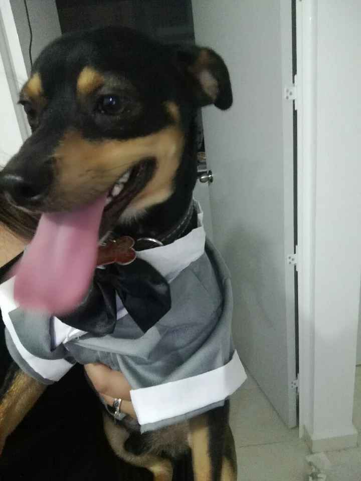 Traje para mi perrito!!! Para el dia b - 2