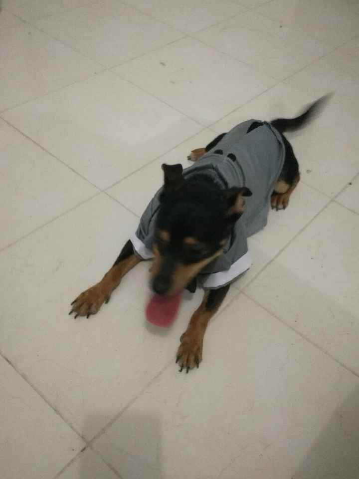 Traje para mi perrito!!! Para el dia b - 3