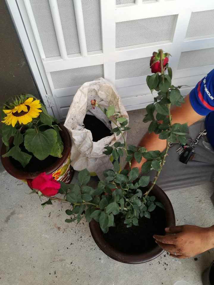 Sembrando las plantitas