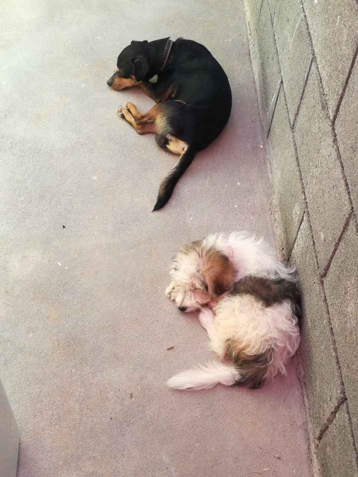 mis perrhijos bastante bien adaptados