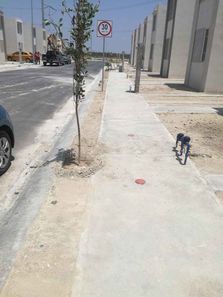 uno de los arbolitos que plantamos