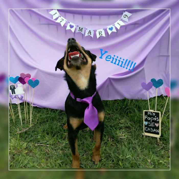 nosotros le dimos la tarea a nuestro perrito jajajaja