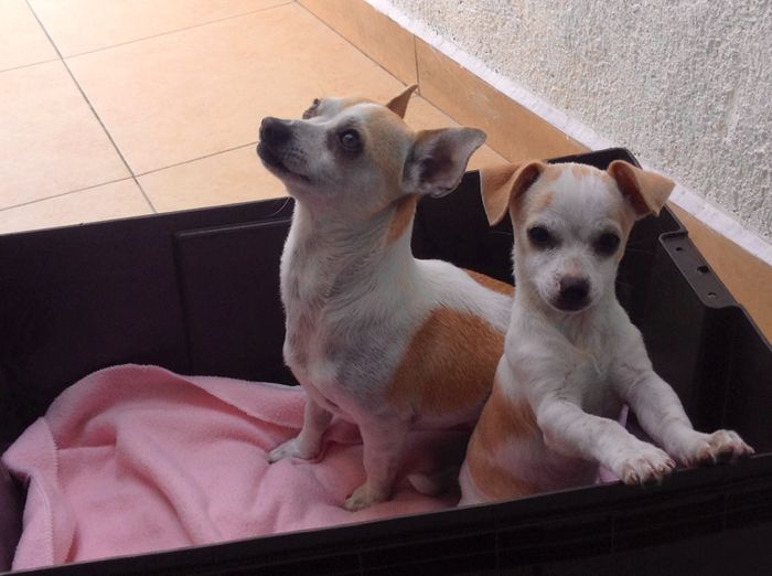La foto de tu mascota! - 1