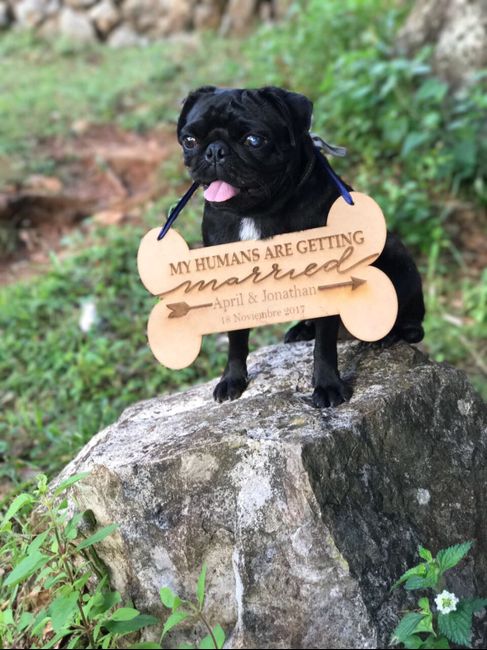 Fotitos con mi perrhija maya. - 3