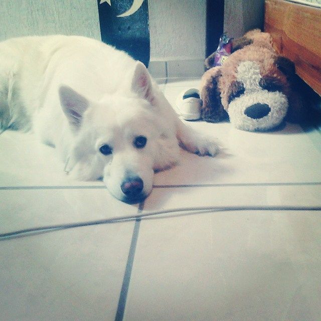Mi invitado perruno y mejor amigo Zeus 