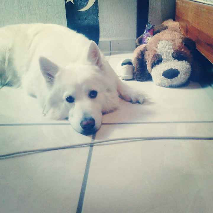 Presenten mascotas.... - 1