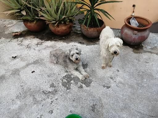 Dilema: Mascotas en el hogar ¿sí o no? - 1