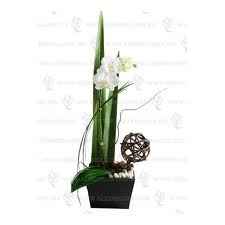 orquidea