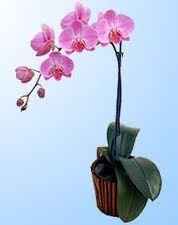 orquidea mariposa
