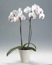 orquidea mariposa blanca