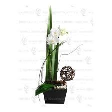orquidea