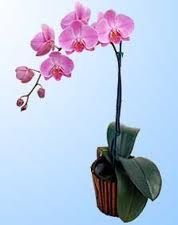 orquidea mariposa