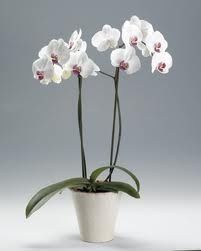 orquidea mariposa blanca