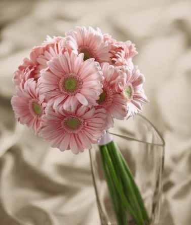 Gerberas 2