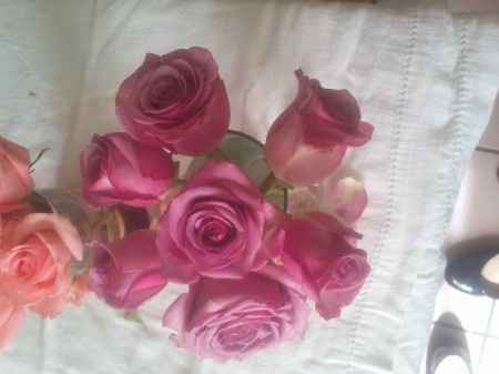 rosas lilas 