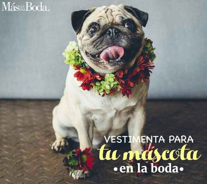  Cómo vestir a nuestras mascotas en la boda - 1