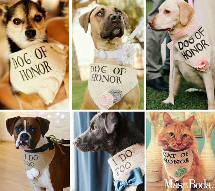  Cómo vestir a nuestras mascotas en la boda - 5