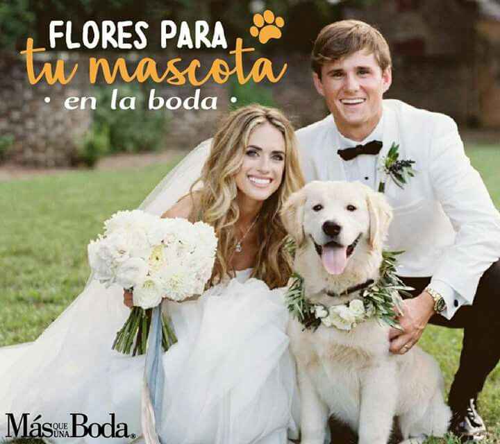  Las flores para la mascota en la boda - 1