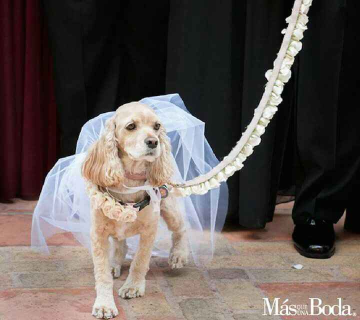  Las flores para la mascota en la boda - 2