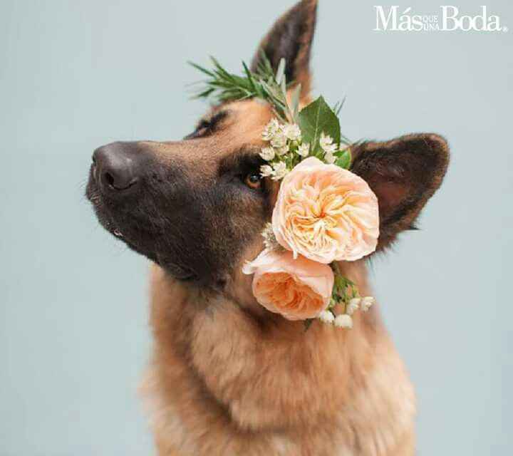  Las flores para la mascota en la boda - 5